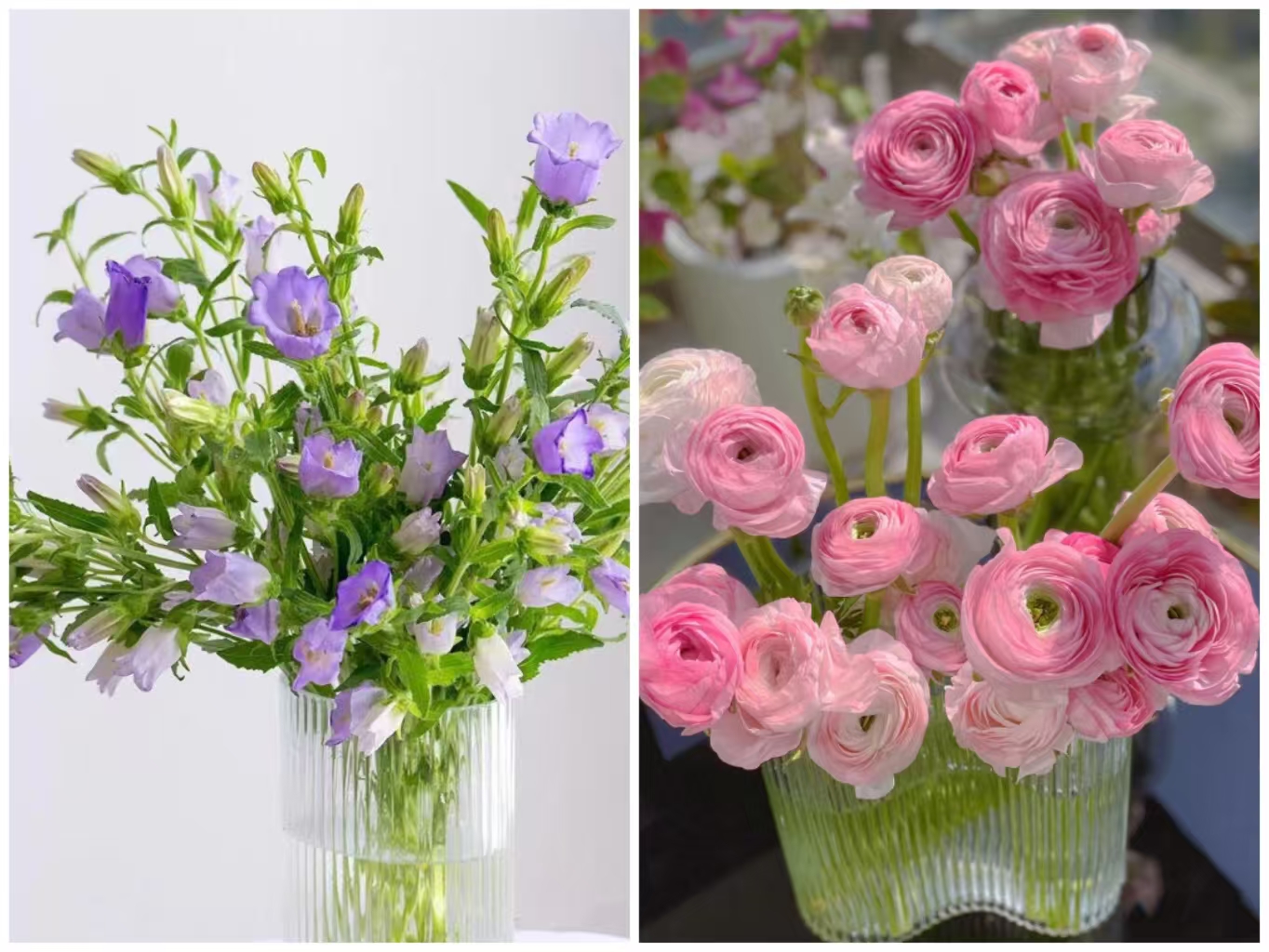 紫色风铃+粉色洋牡丹    基地鲜花   