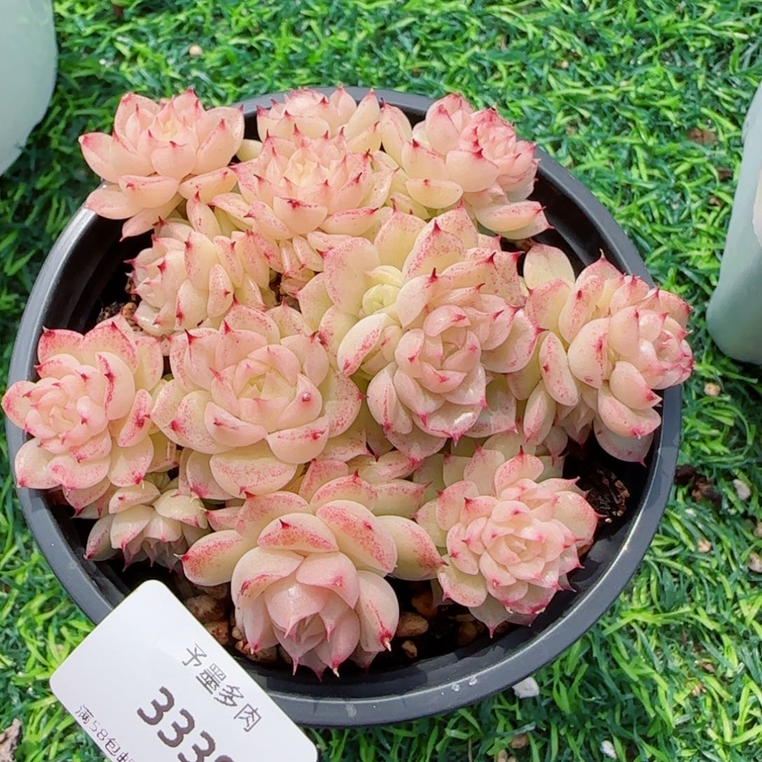 麦秆，3338带盆发不包整