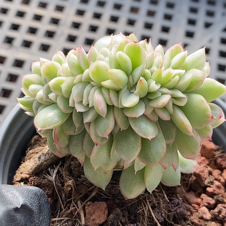 麦秆锦缀多肉植物