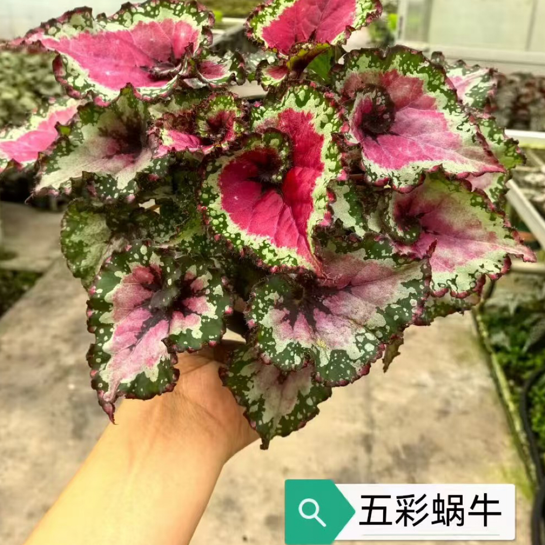 热植秋海棠福利盲盒室内客厅阳台花架花墙装饰新手推荐好看好养