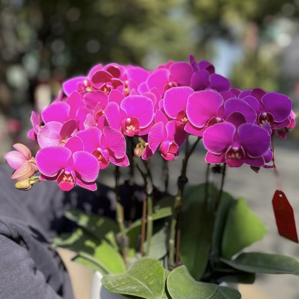 福星蝴蝶兰 年宵花盆栽花卉多年生室内阳台易养护爆花强