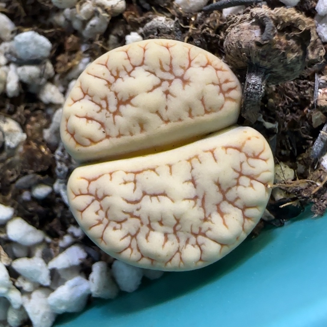 9.23。   261荒。  2018