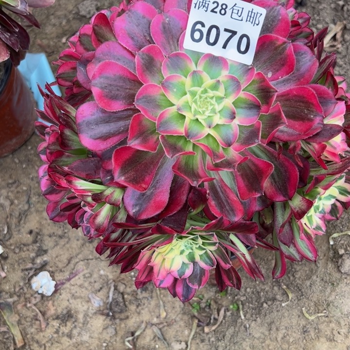 6070天和多肉植物