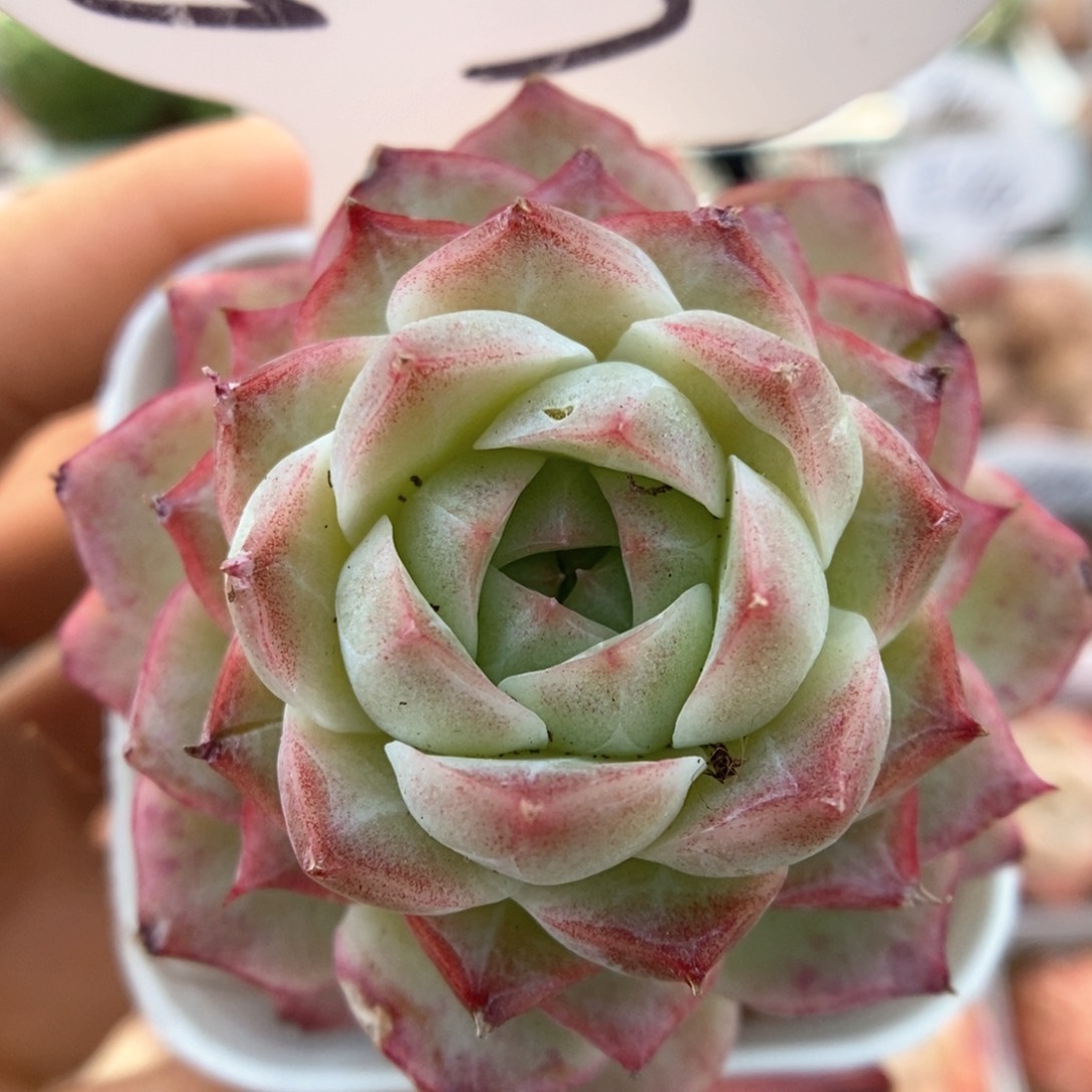 女王玫瑰可拍503号 