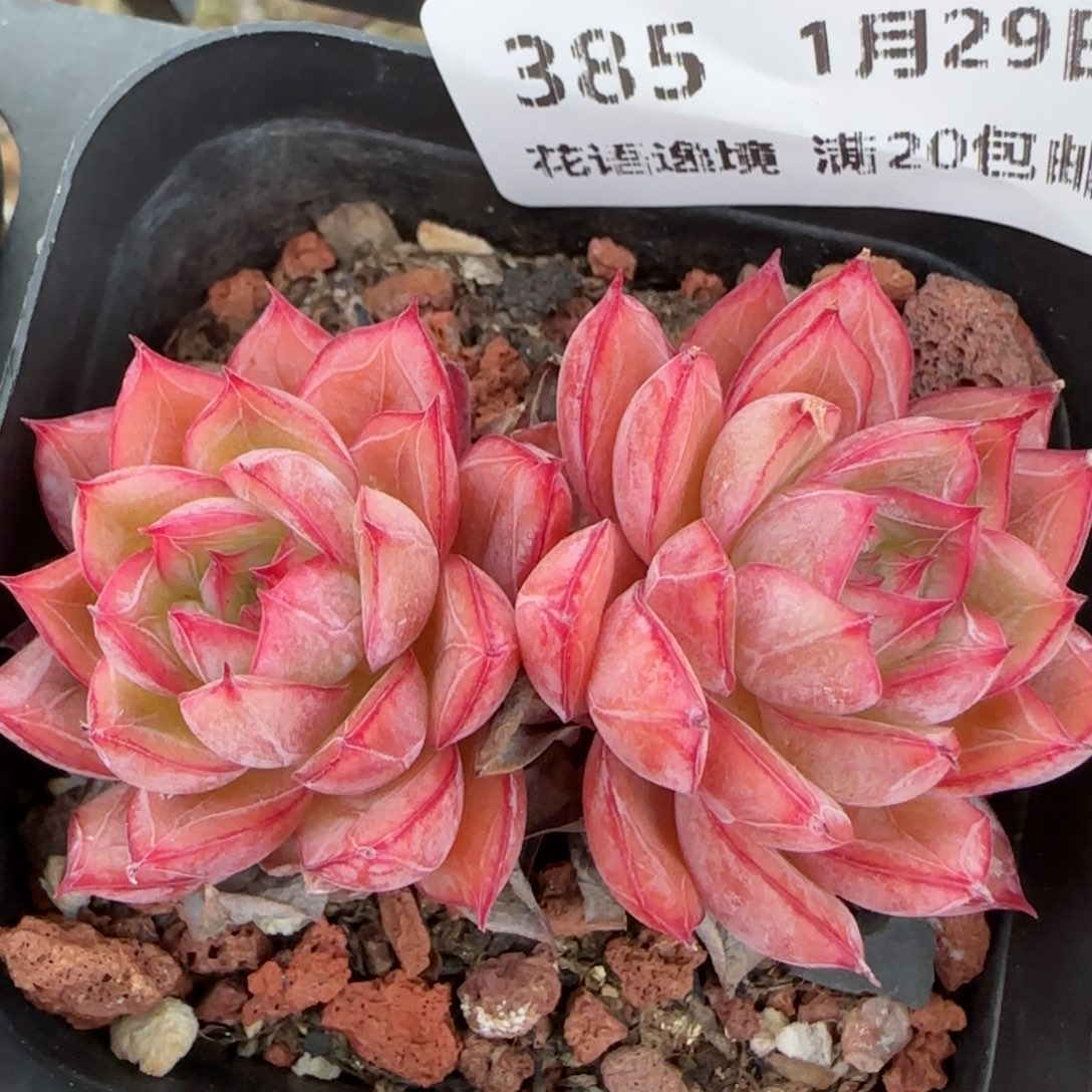 花语逸镜0129-385