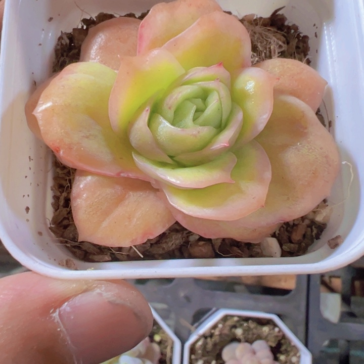 冰玫瑰锦精品多肉植物