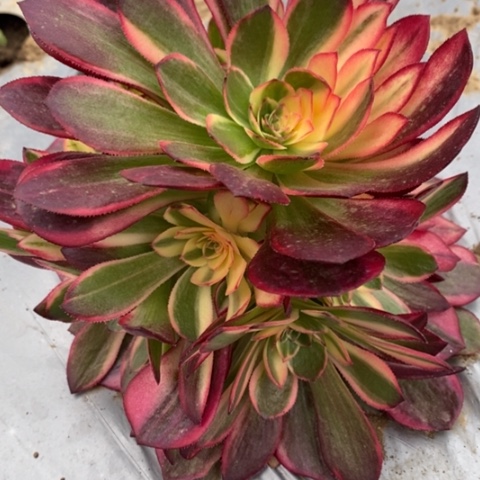 87黑魔锦满25包邮多肉