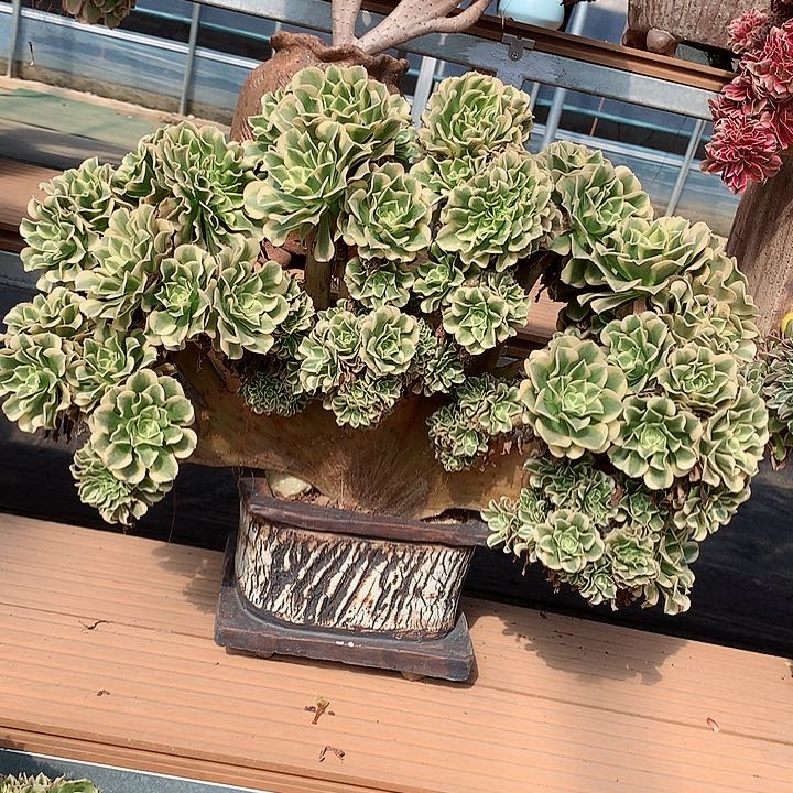 绿豆沙朵朵脱土发货