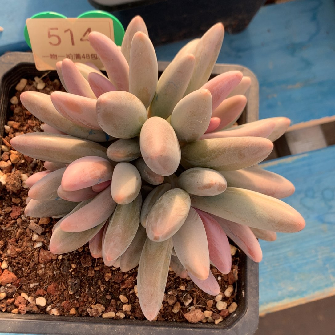 飞***飞红手指老桩一物一拍514