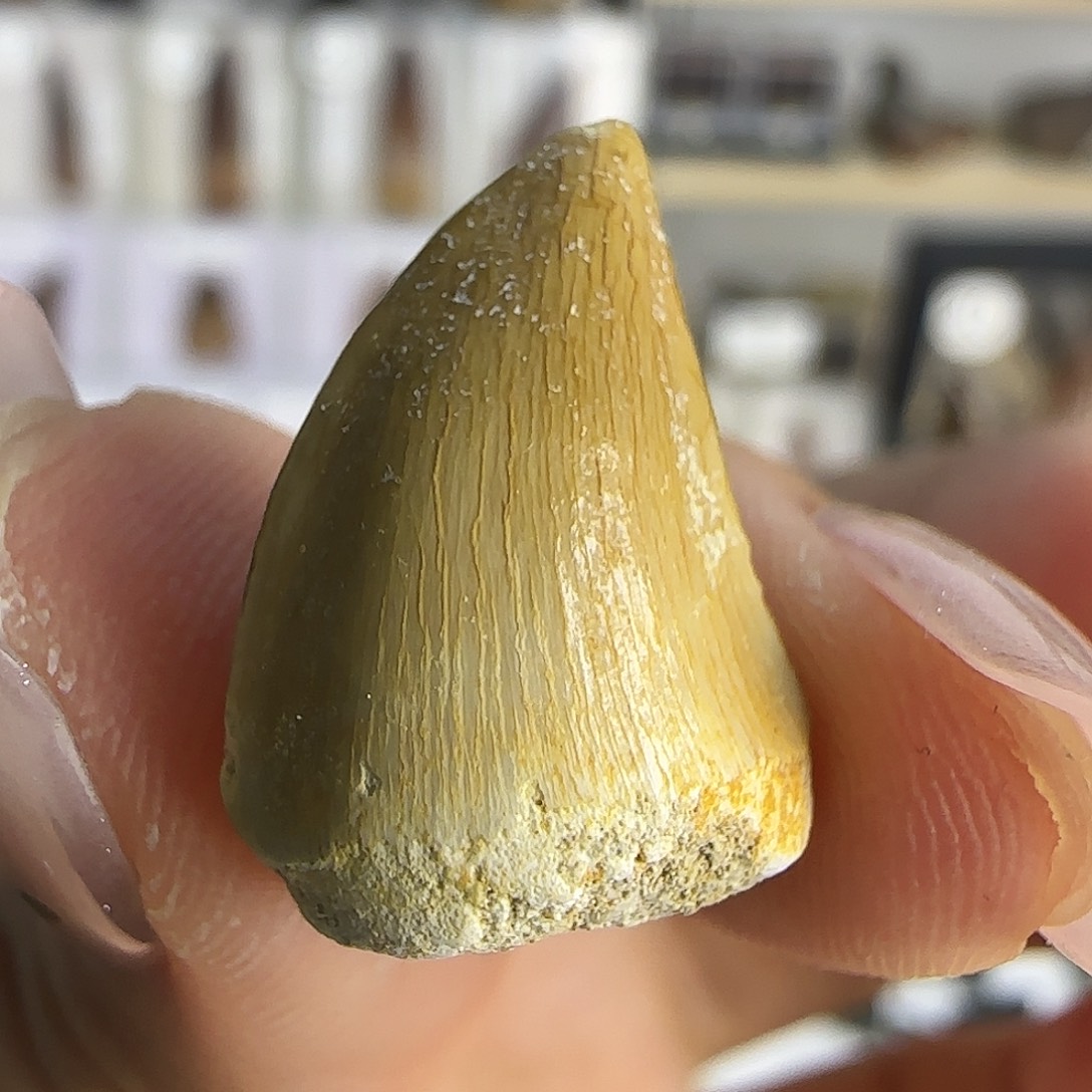 有机玻璃苍笼牙标本