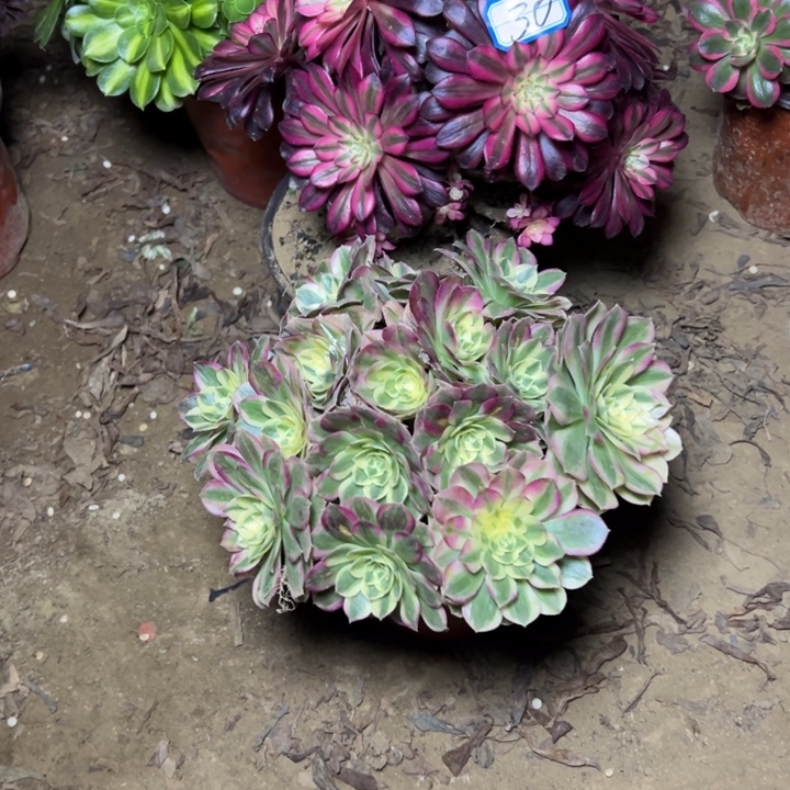 砍过朵朵朵断枝不包30