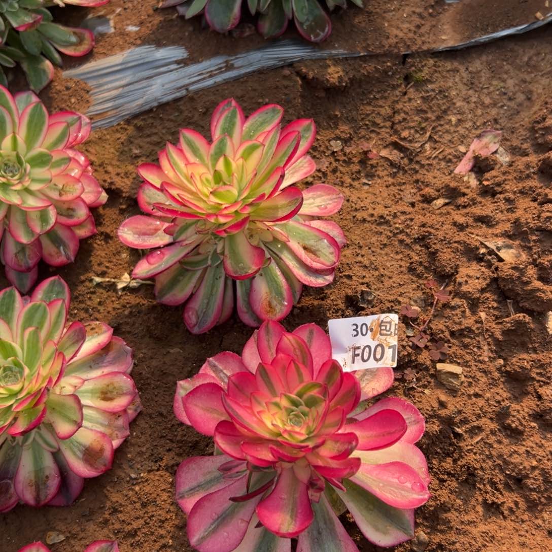 001倾城多肉法师