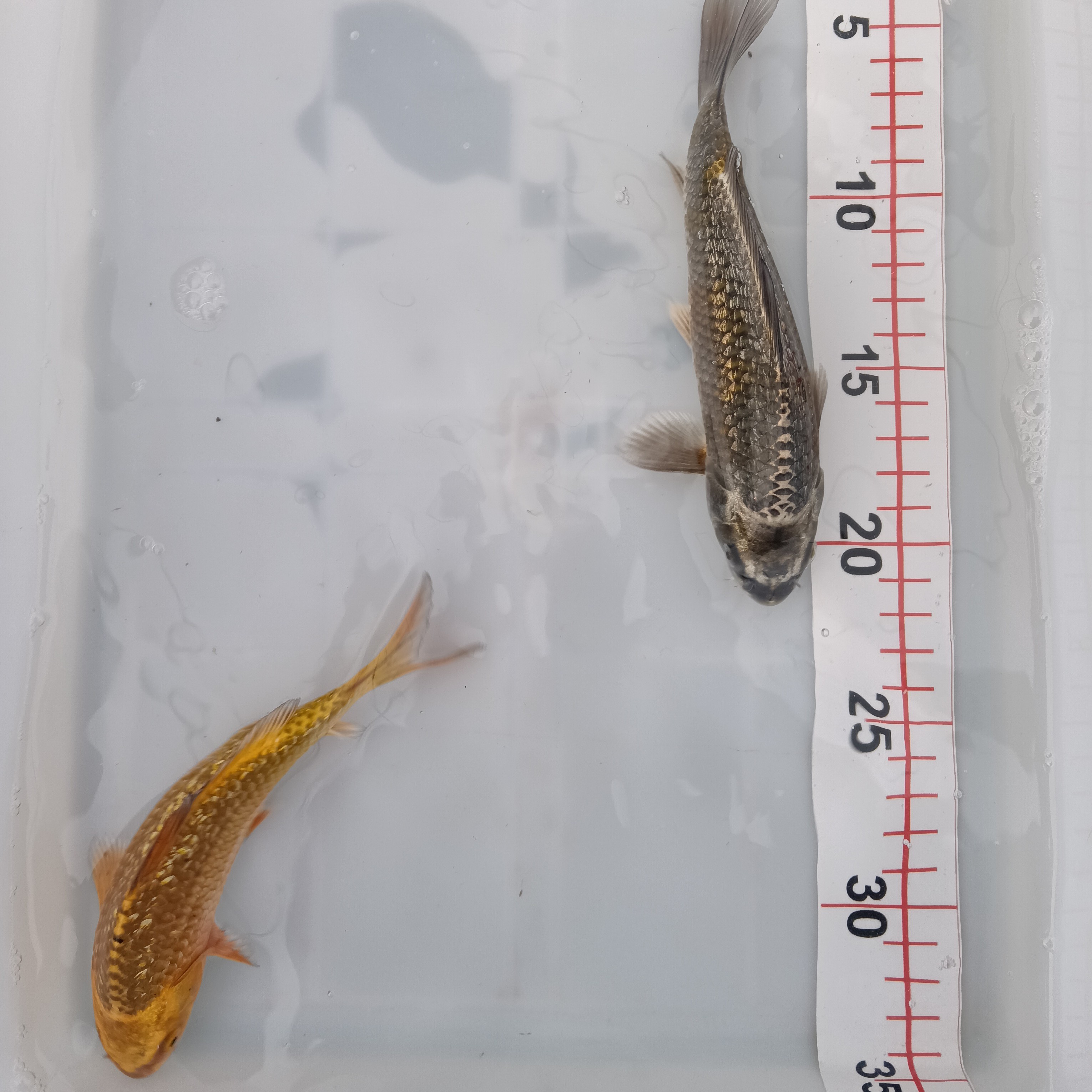 冷水淡水观赏鱼好养耐活