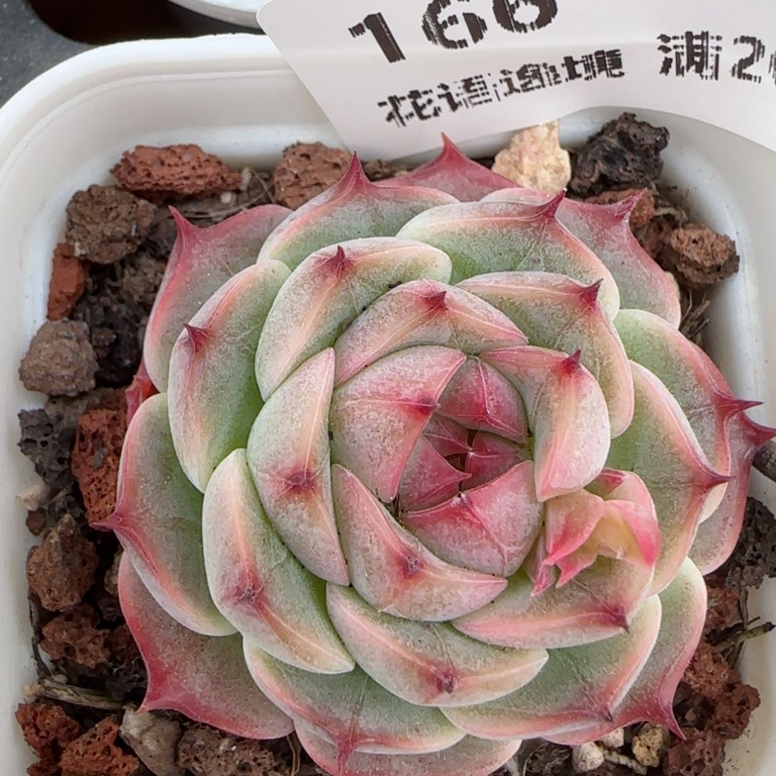 花语逸镜0215-166