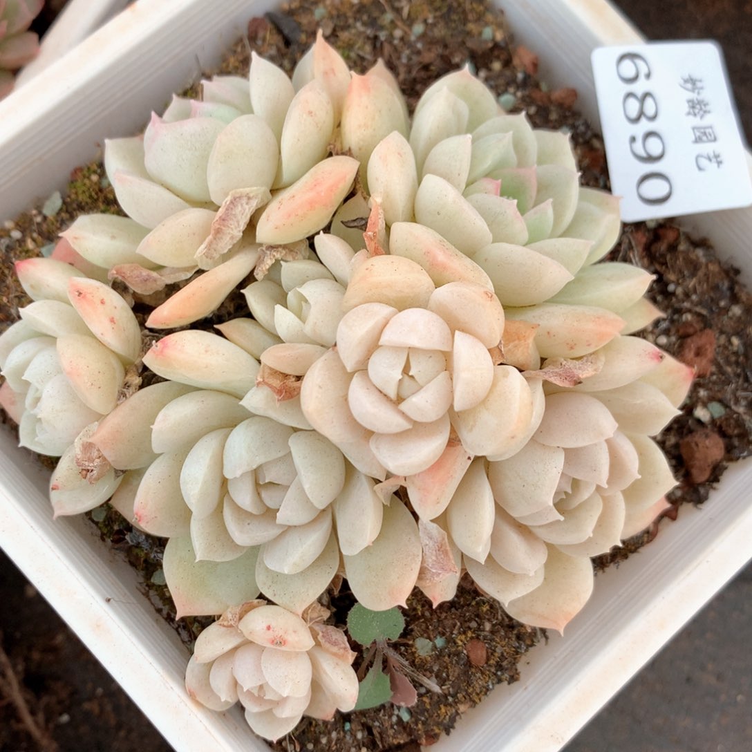 6890不包整散掉头