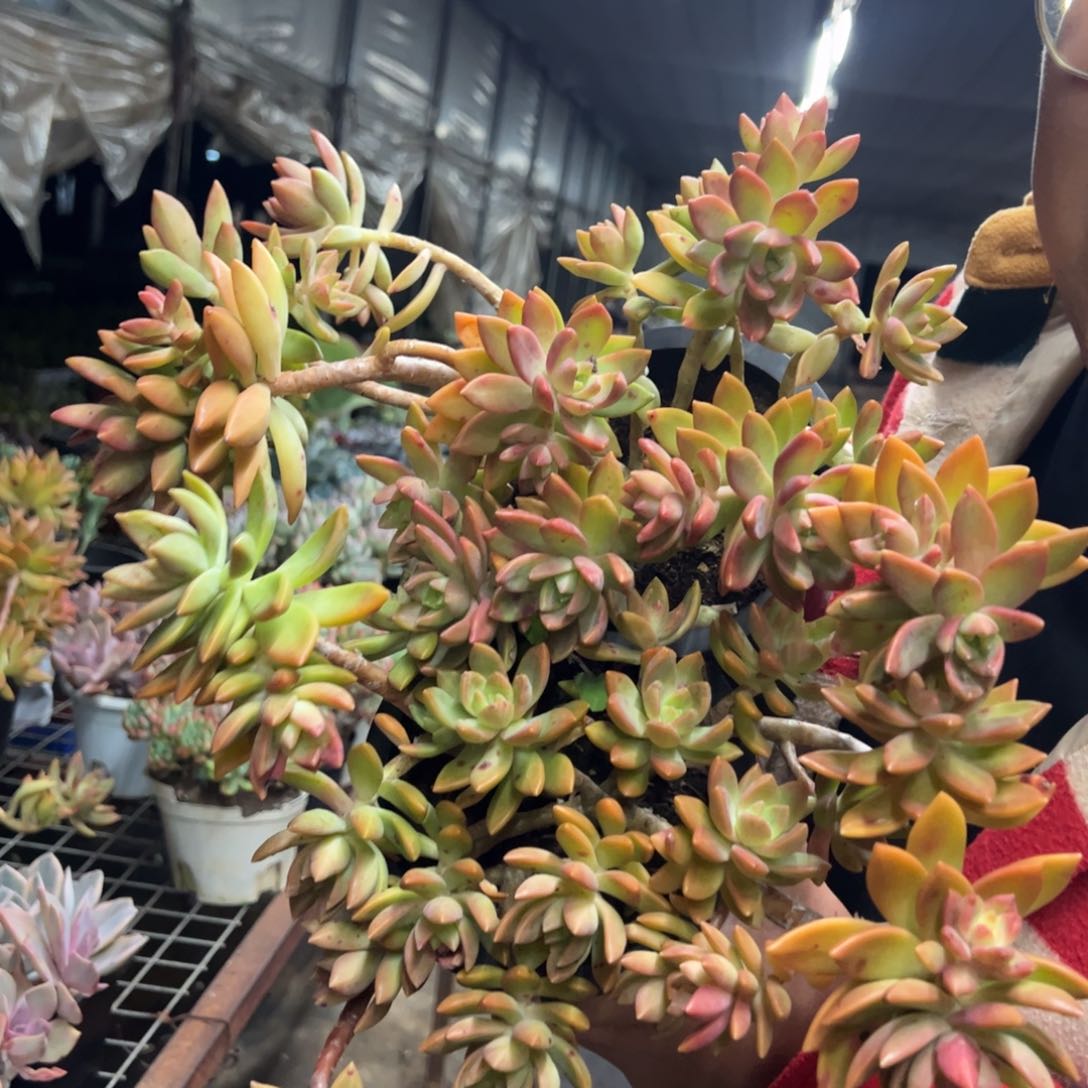 黄金布丁两盆，有斑点正常