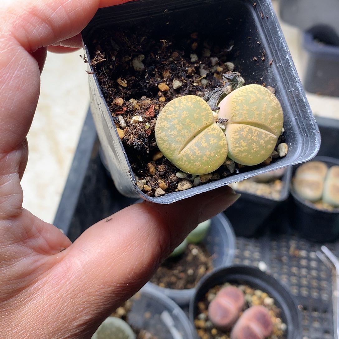 啊*K29多肉植物保护