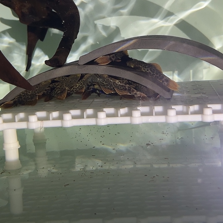 清道夫L600帝王血砖