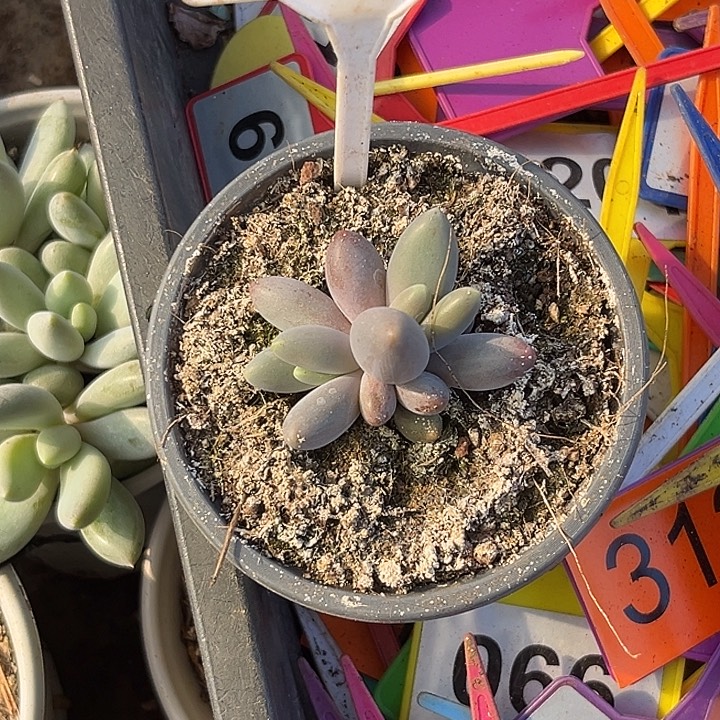 多肉植物烟花群652