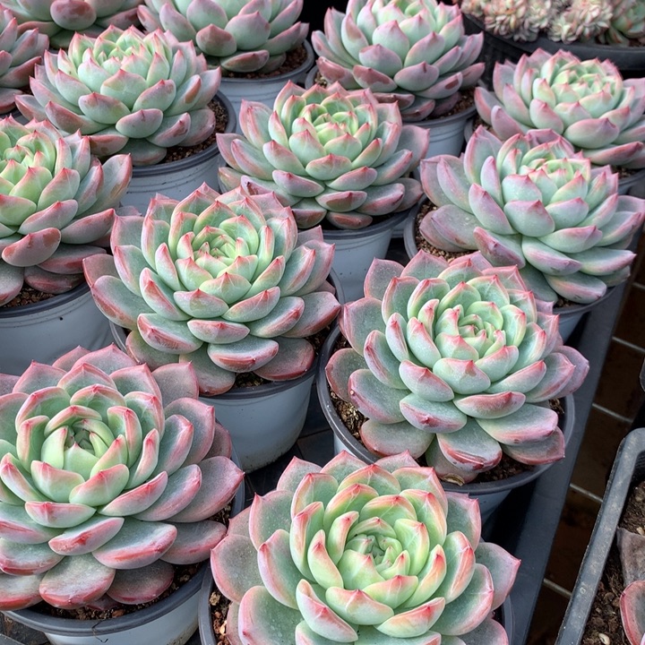 小红鸾9.99多肉植物两单包邮