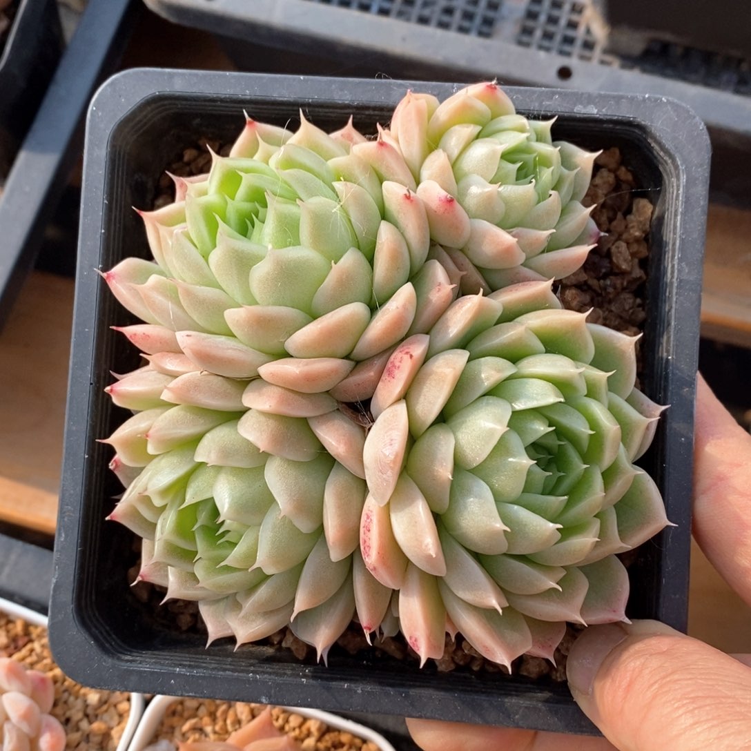 精品多肉一物一拍不包整143