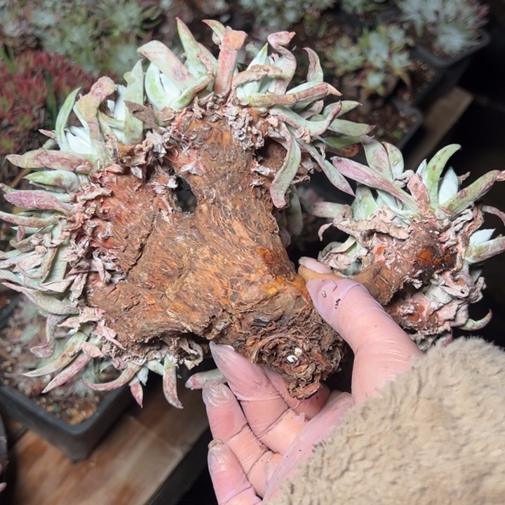 596瑕疵哈哈哈哈哈哈哈