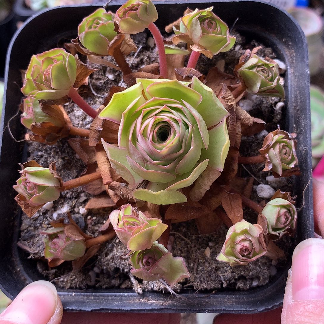 一物一拍耶罗初见085