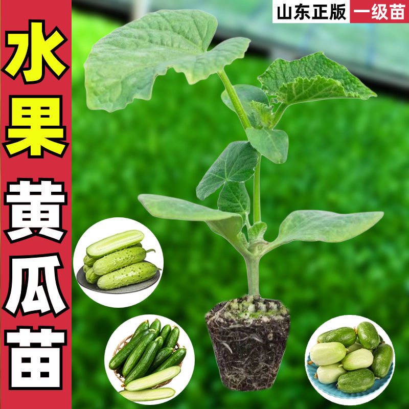 【高产黄瓜苗】水果黄瓜秧苗盆栽苗黄瓜秧苗四季阳台黄瓜蔬菜种子