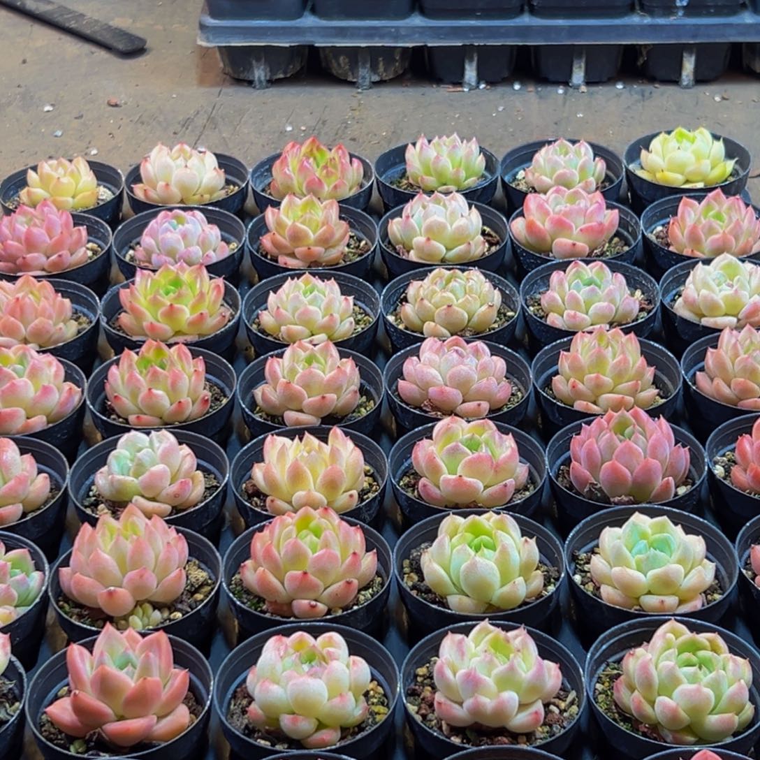516多肉的小龙虾和一个
