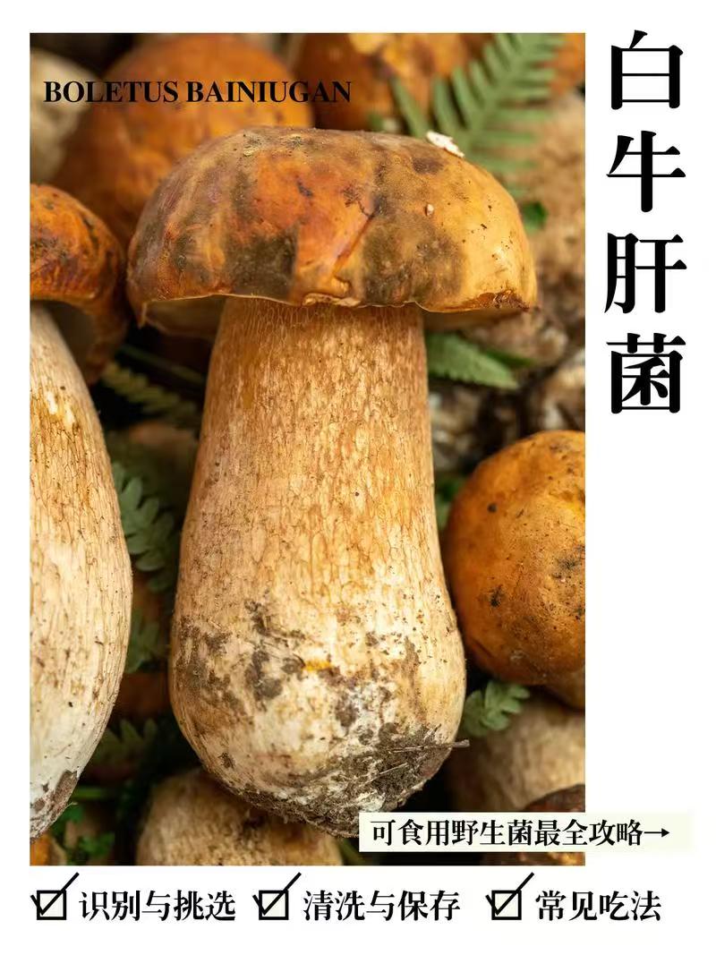 顺丰空运包邮精品新鲜美味牛肝菌纯野生大脚菇口感绝佳