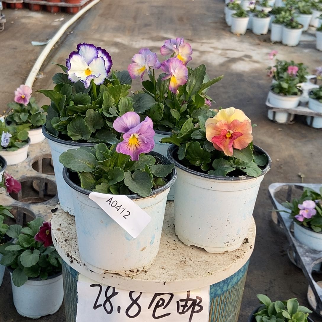 大部分花苞少量开放412