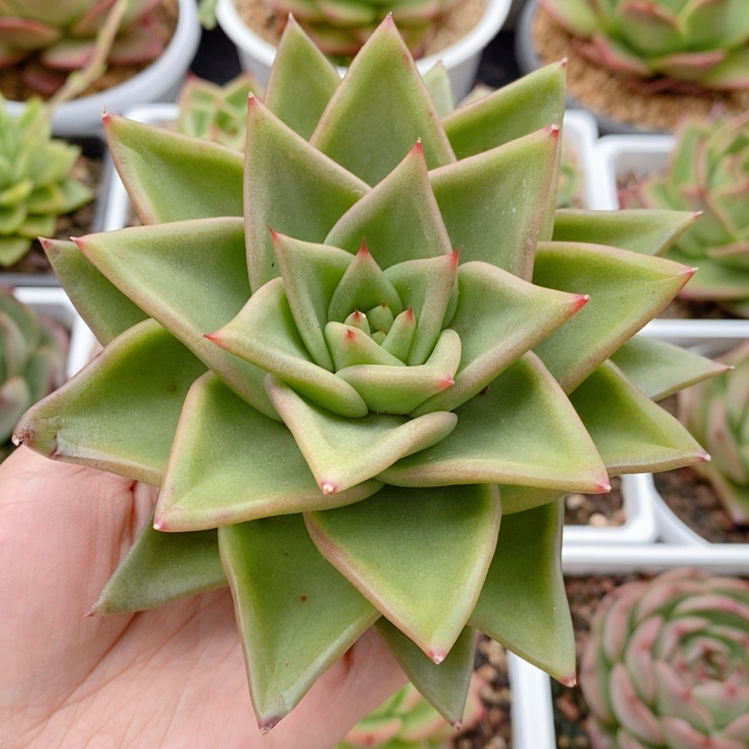 221 号东云系多肉植物