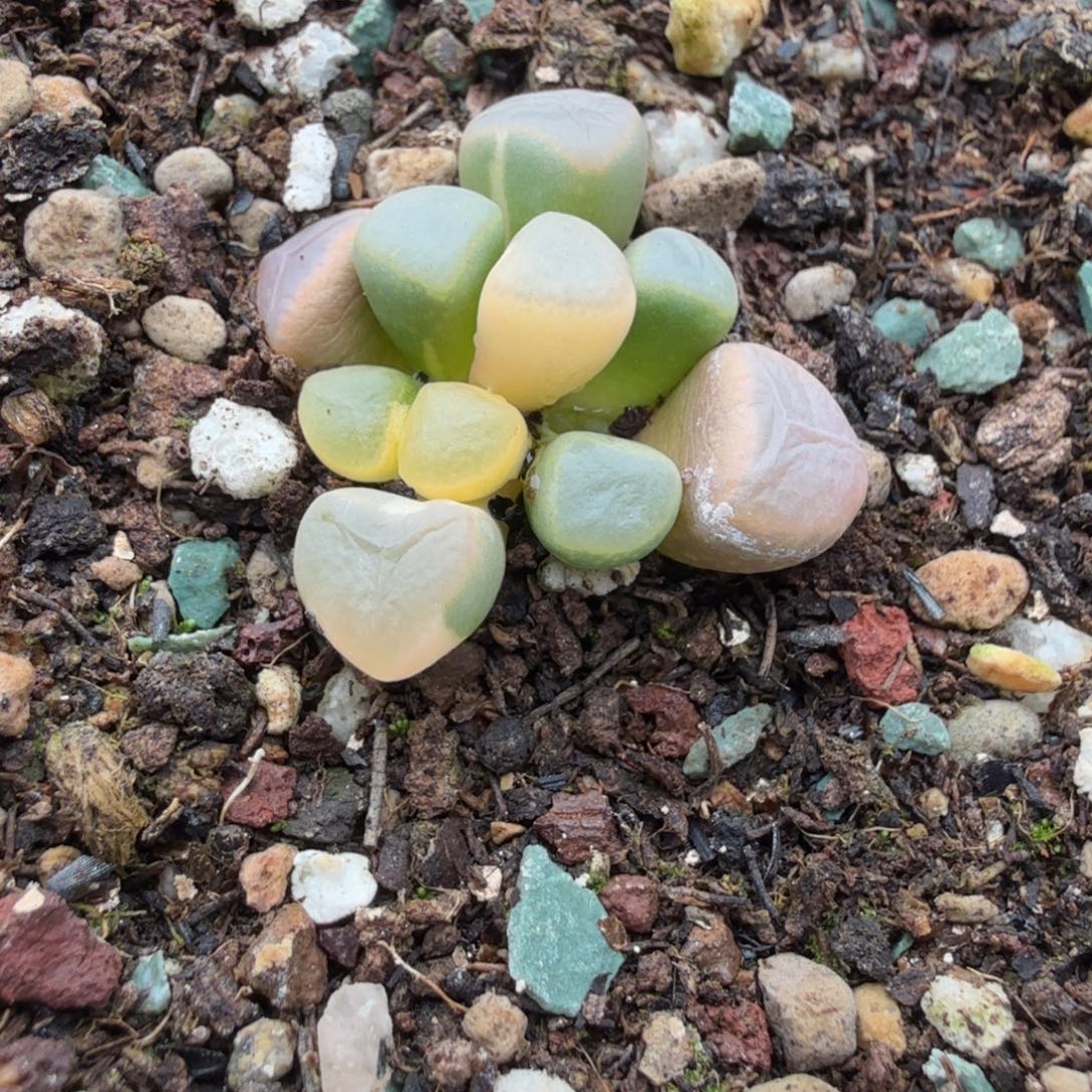 棒***）A112五十玲玉锦一物一拍