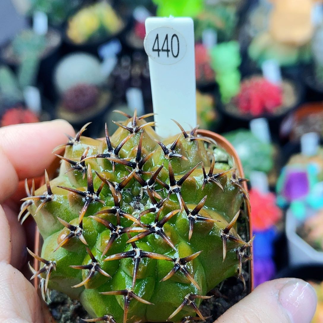 非偏远地区满25包邮仙人球