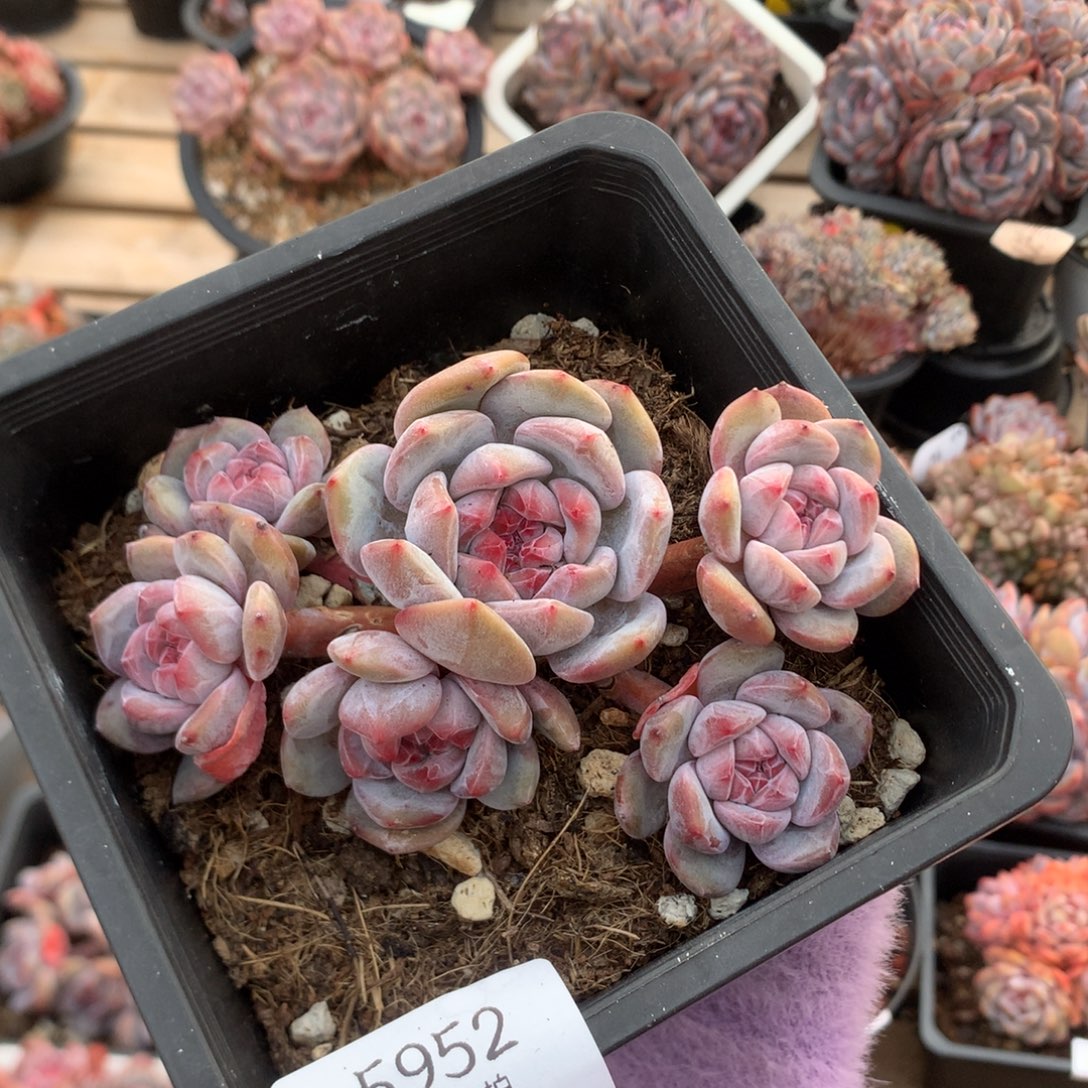 12.4厘米六头带崽突尼斯 无砍 5952