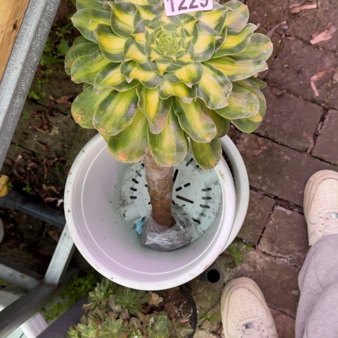 9***、暴君多肉植物1229