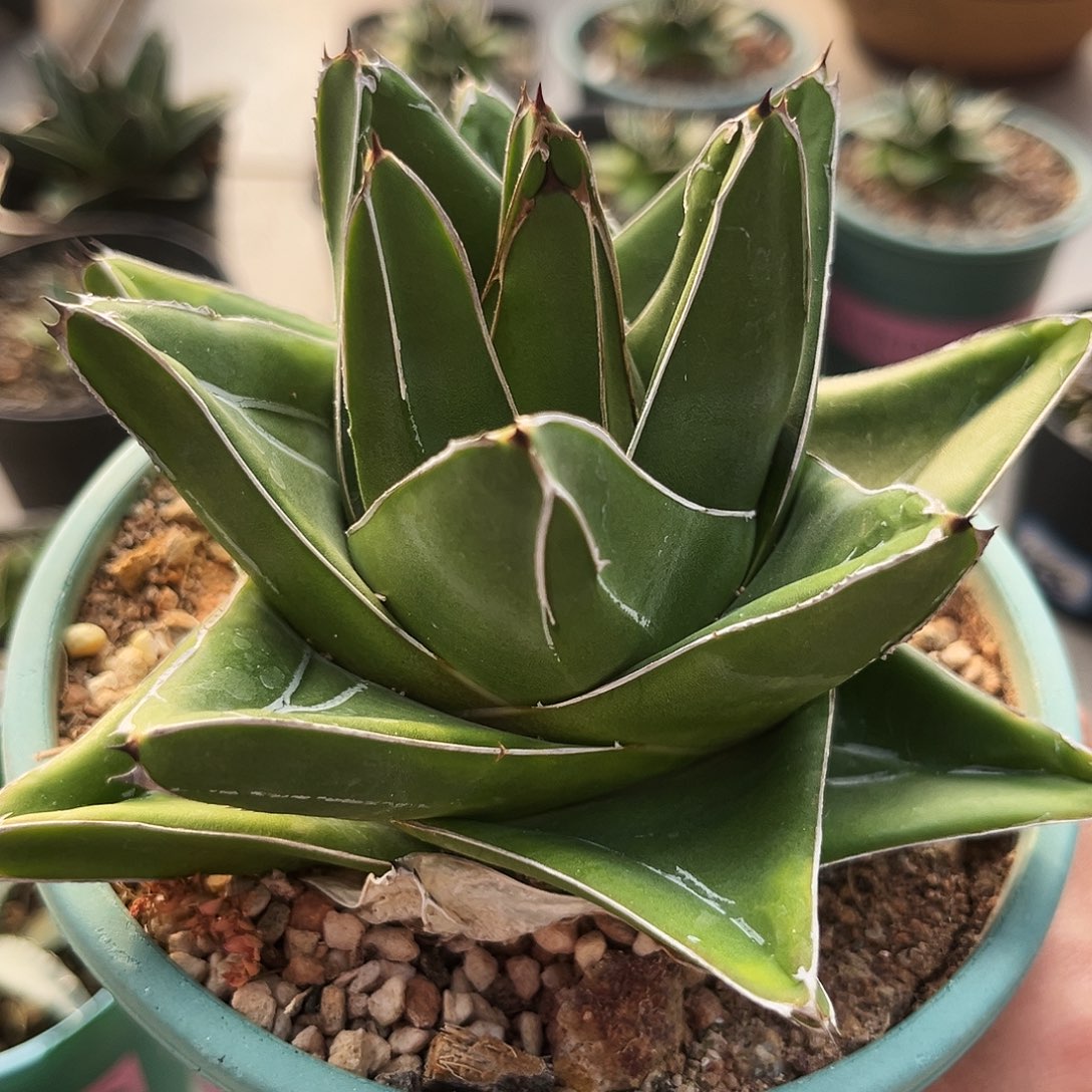 潮流植物宽短包桃太郎，