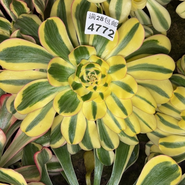 4772南王妃多肉植物