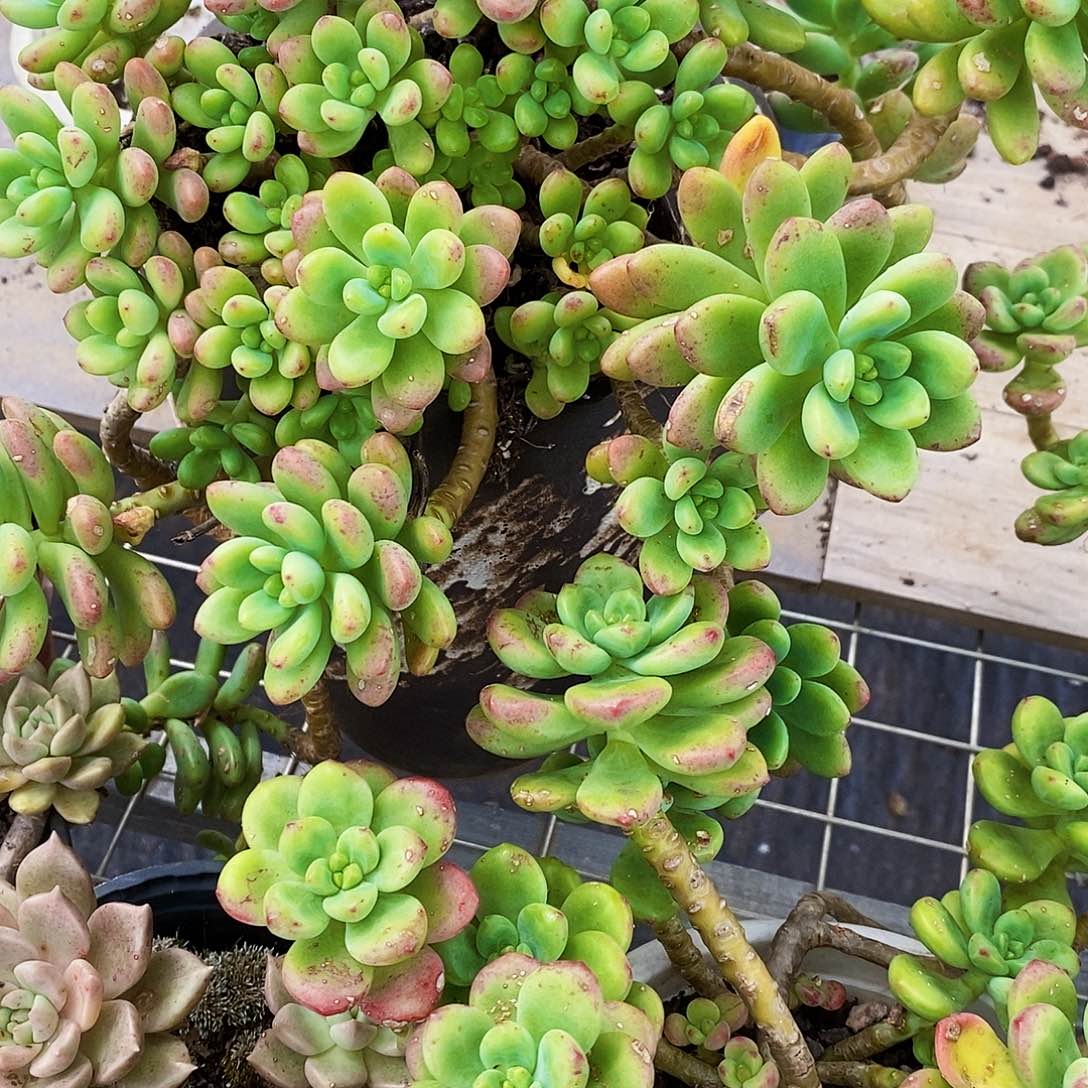 香格里拉多头群生老桩