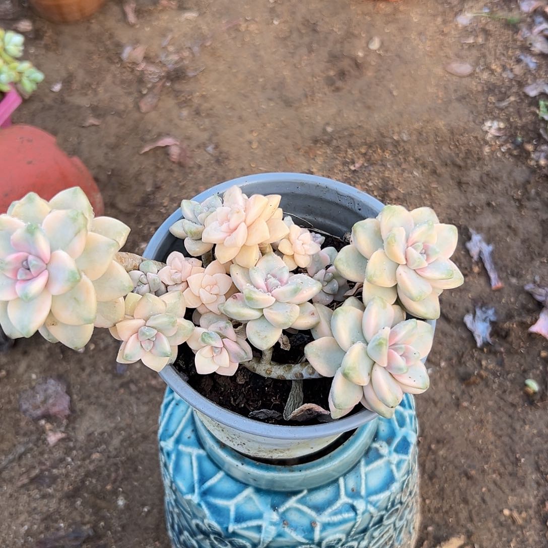 多肉植物多肉植物
