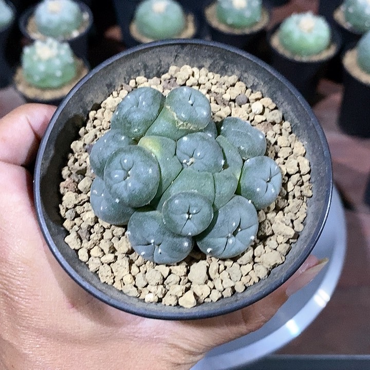 海鲜有桩脱土发货