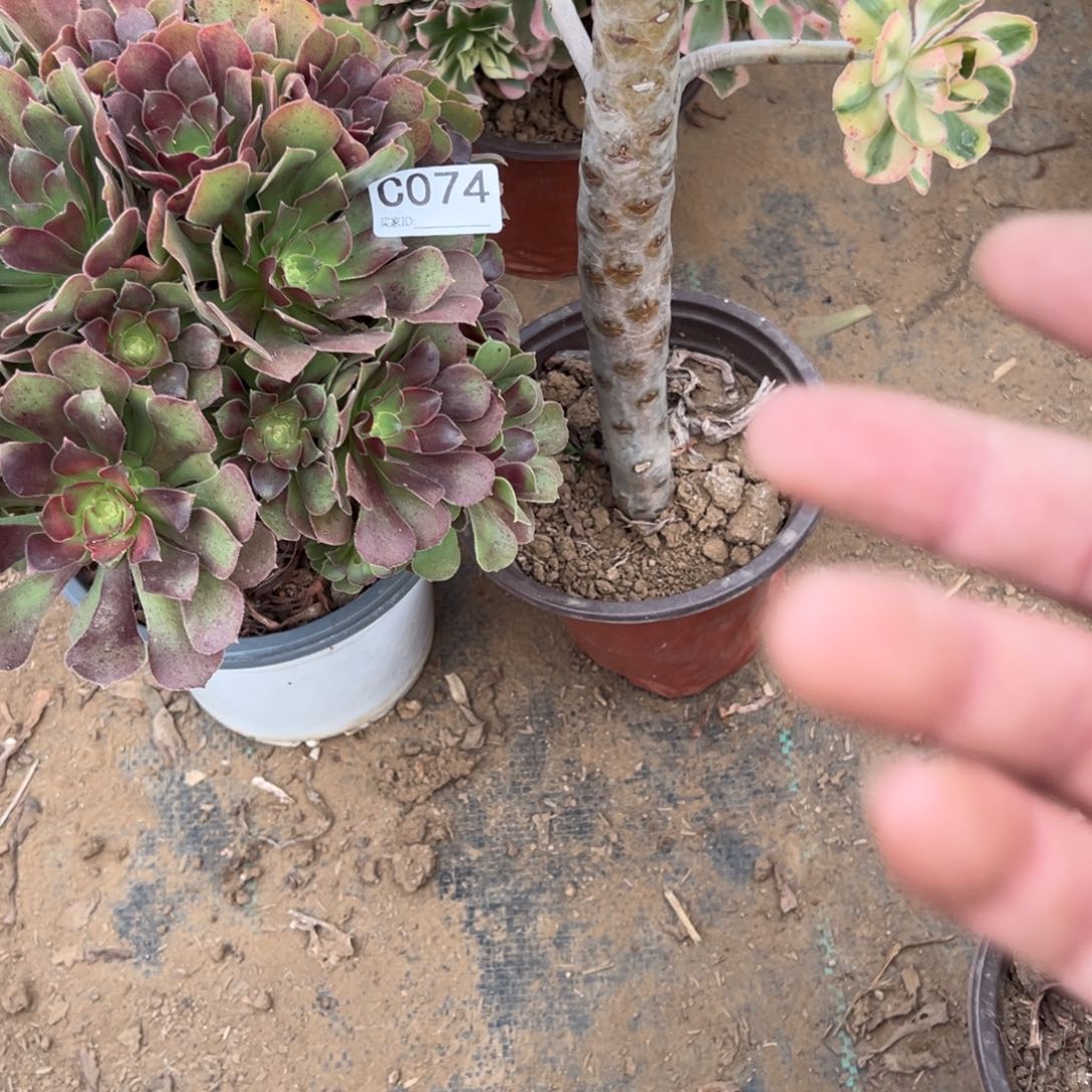 074两颗组合多肉植物