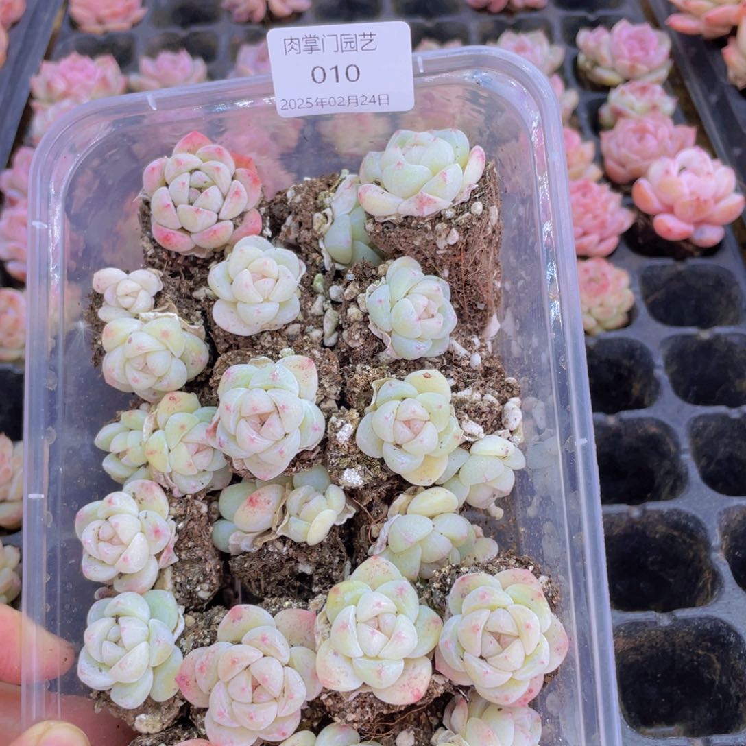 开心快乐幸福010