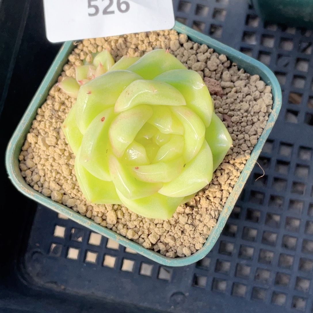 未***末526号糖心冰心珍妮 芭菲