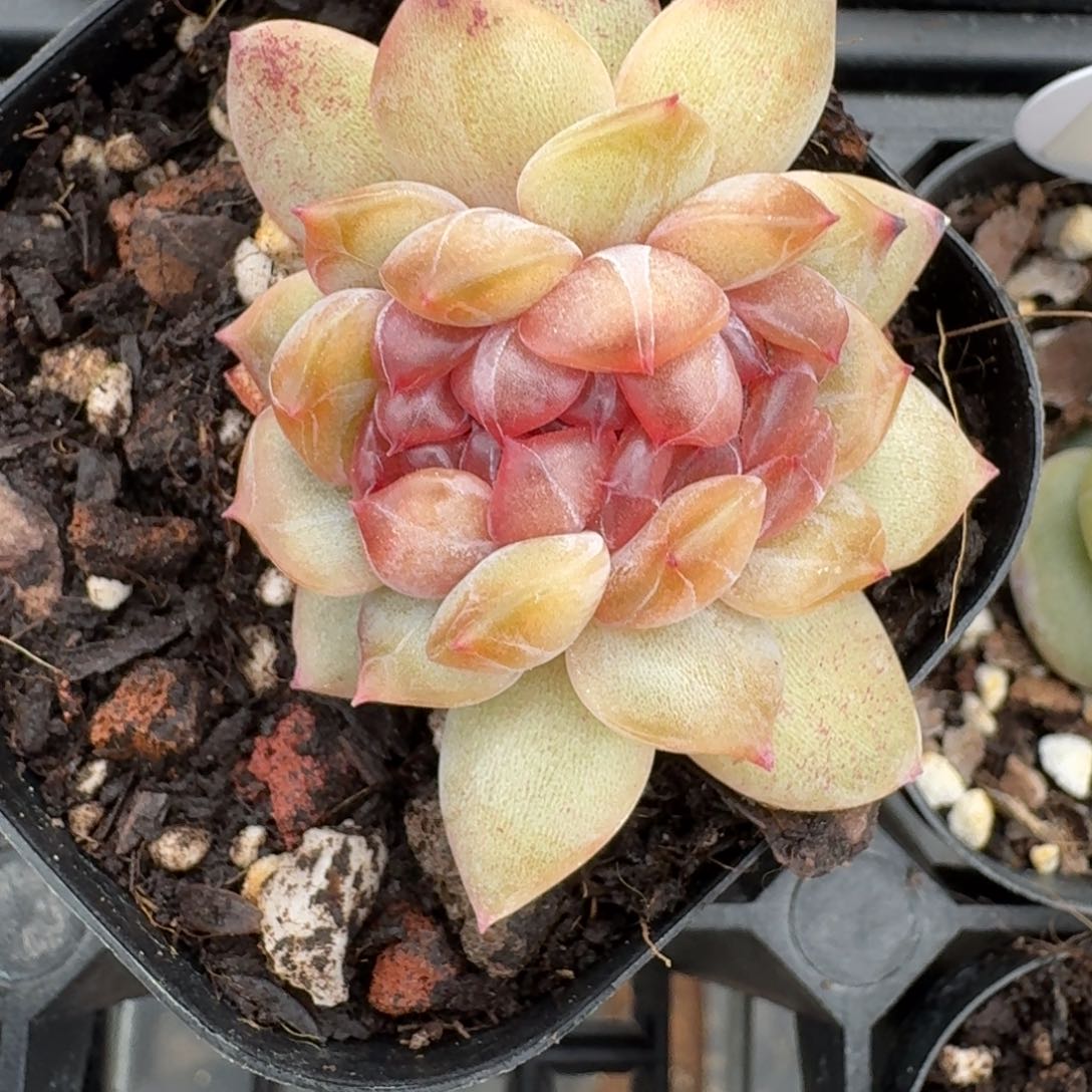 宝****0219-35-红恋缀化一颗