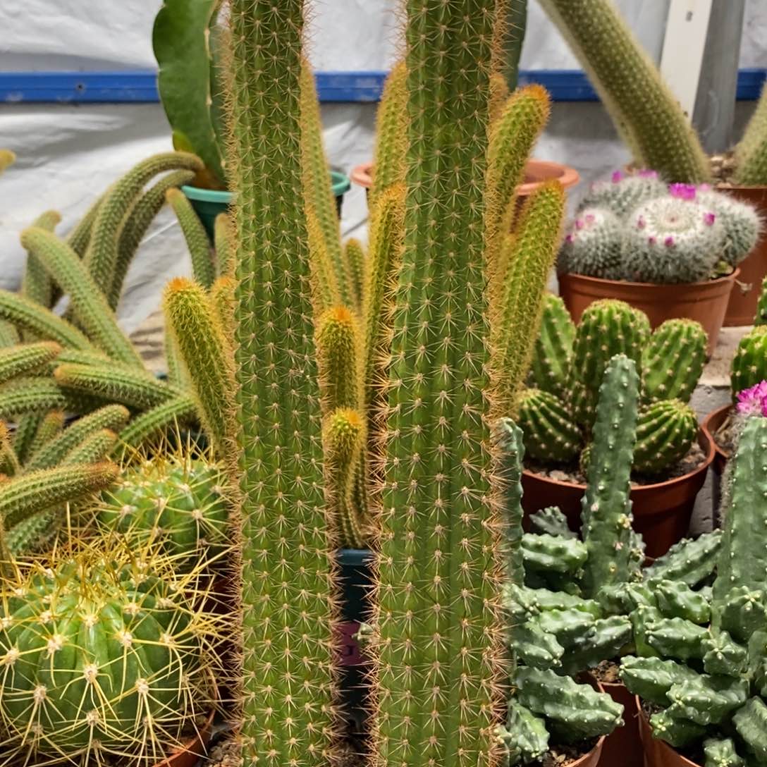 进口金妞金3自根保30公分