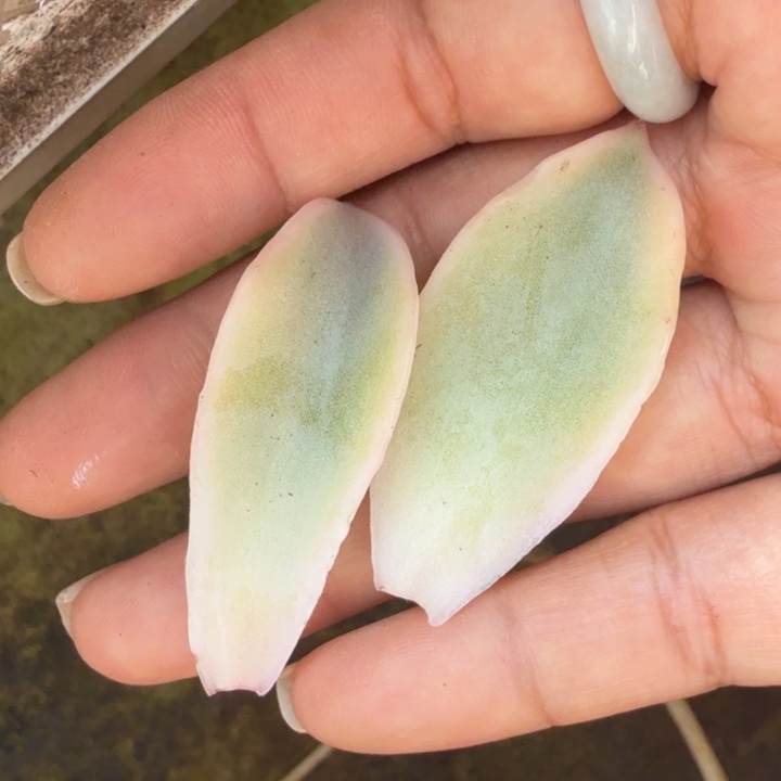 白饺子皮锦一组叶片