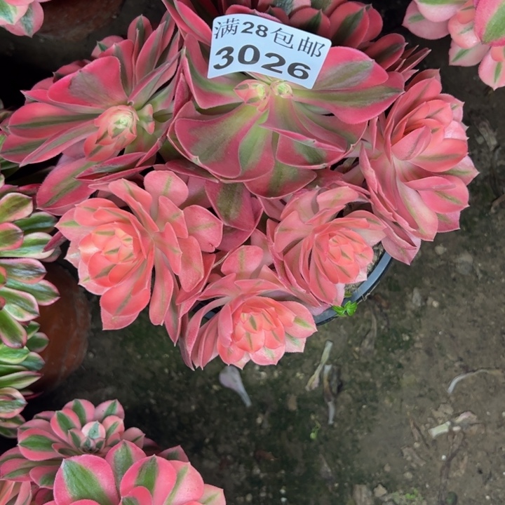 3026女巫多肉植物