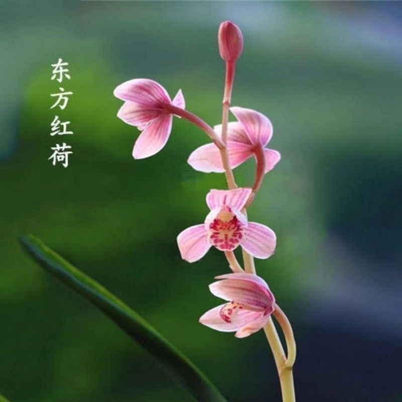 东方红荷兰花兰草建兰鲜花礼品花卉清香室内盆栽盆景好养赏花