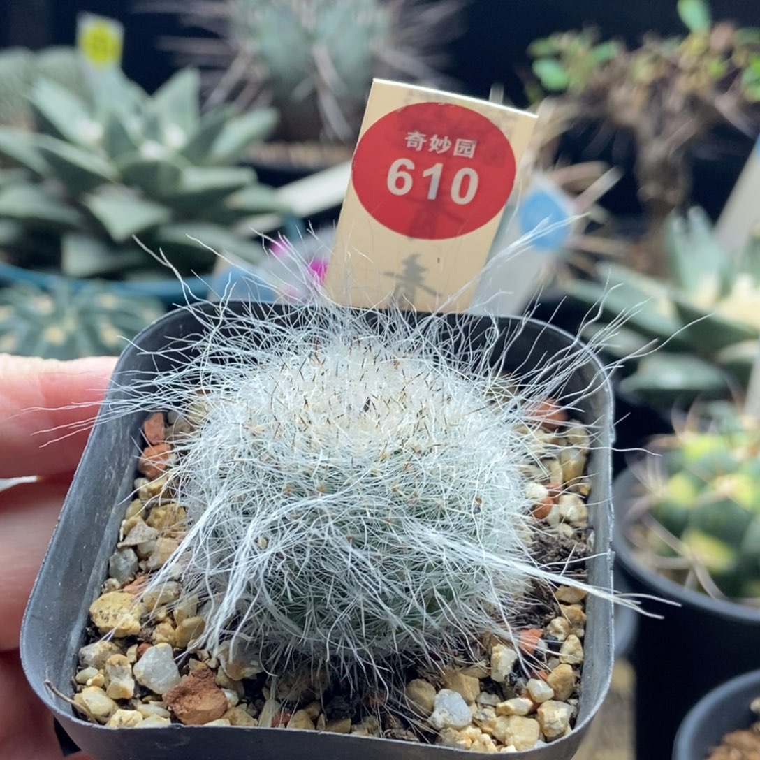 实生长毛玉翁玉一颗仙人球